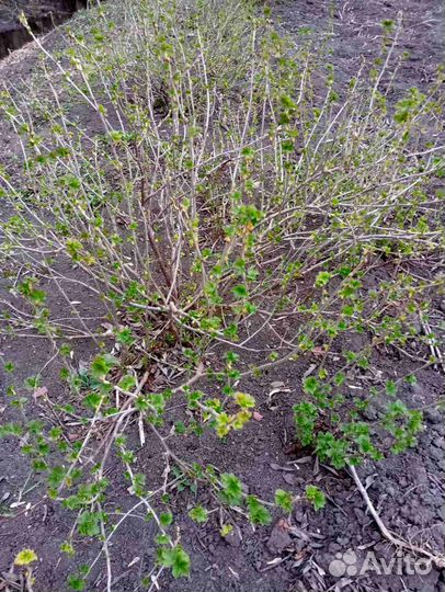 Отводки черной смородины