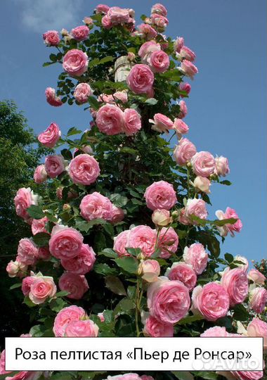 Розы сортовые чайно-гибридные, английские, спреи