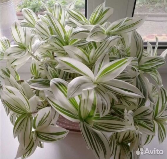 Традесканция