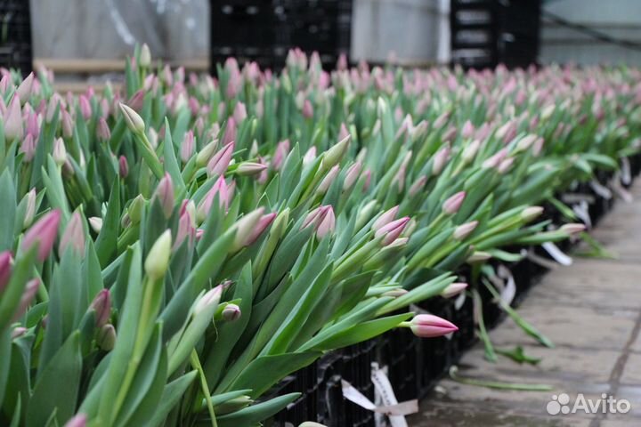 Тюльпаны оптом