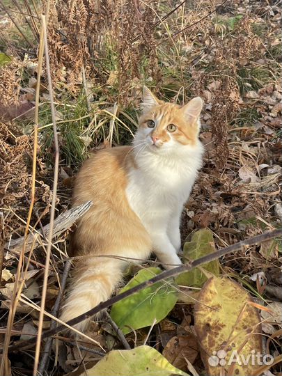 Котята бесплатно