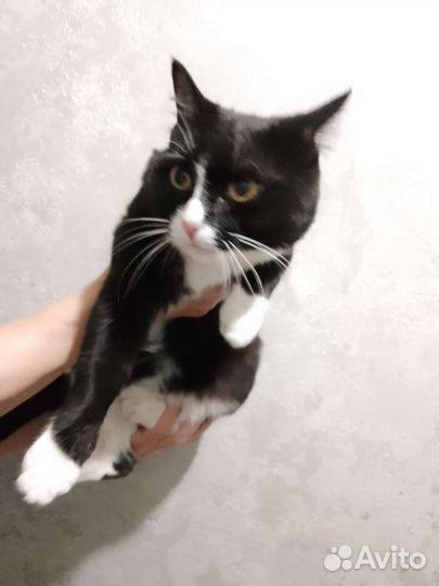 Кошка в дар