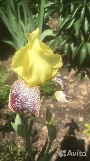 Цветы Ирисы, Арабис,Птицемлечник