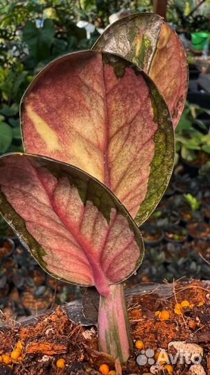 Замиокулькас вариегатный Big round leaf Black