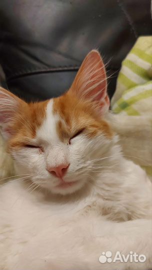 Котёнок мальчик