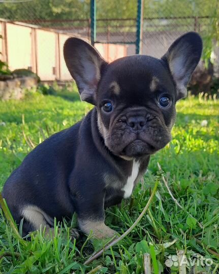 Французский бульдог