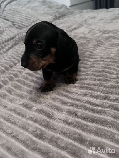 Щенки таксы