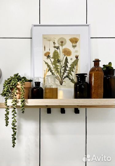 Картина/постер/иллюстрация Ботаника