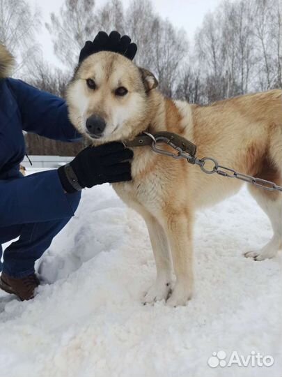 Собака компаньон в дар