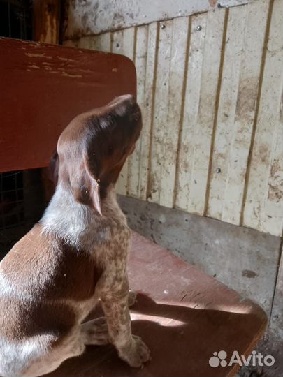 Щенки Курцхаар