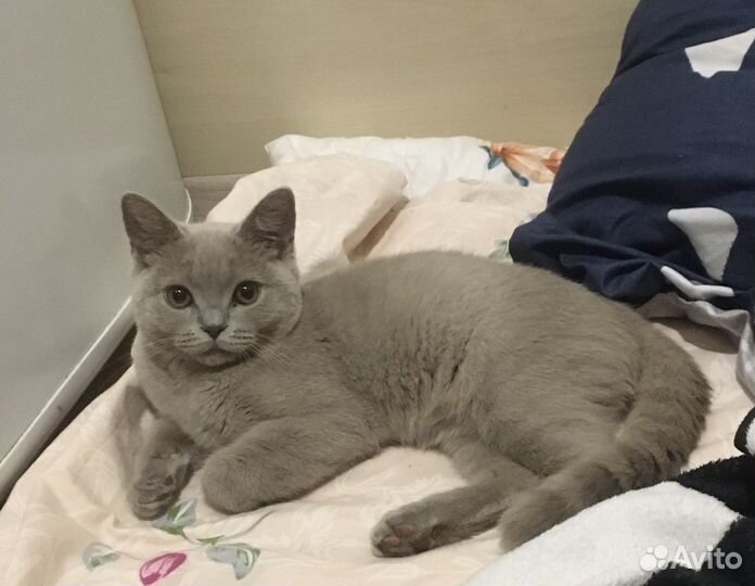 Британская