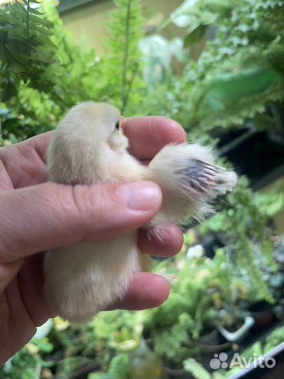 Цыплята Бентамки куры карликовые коррльки