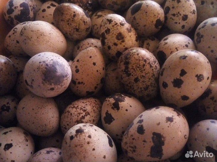 Яйца перепелиные
