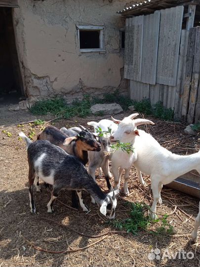 Козлята