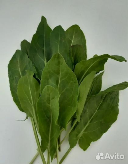 Щавель свежий