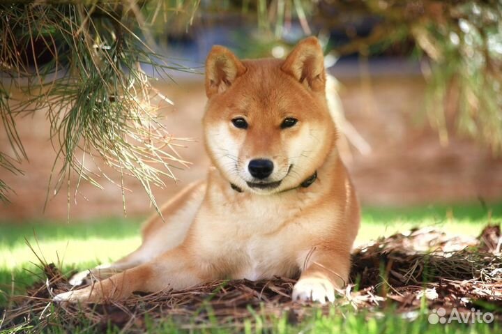 Шиба (сиба) ину для вязки