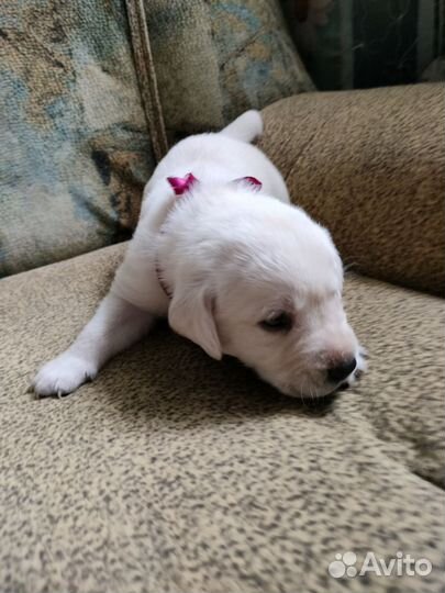 Щенки лабрадора