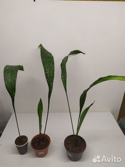 Комнатные растения