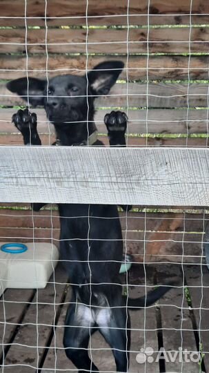 Собака в добрые руки щенок