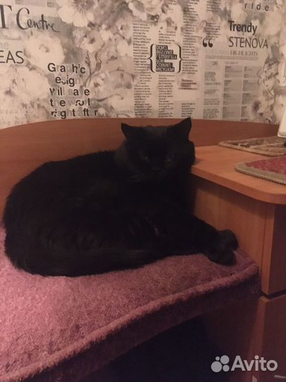 Вязка Кошек