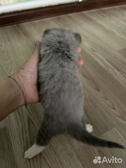 Британские котята