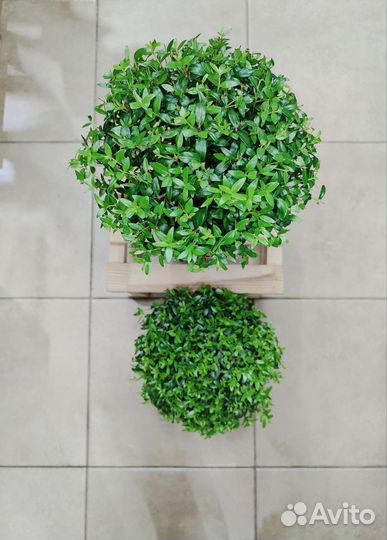 Миртовое дерево Communis