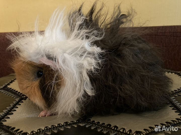 Морская свинка самка Лункария