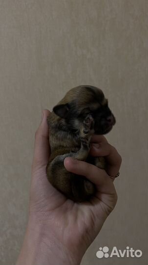 Щенки пекинеса