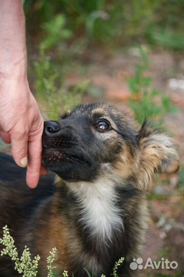 Щенок в добрые руки бесплатно
