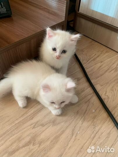 Кошки и котики
