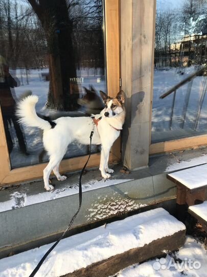 Собака бесплатно/метис в добрые руки в дар