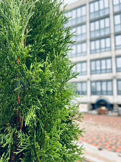 2-к. квартира, 77,8 м², 5/6 эт.