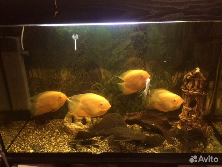 Аквариумные рыбки