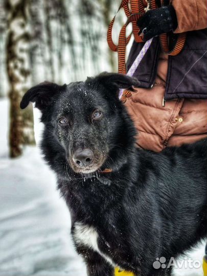 Мишку подбросили в приют