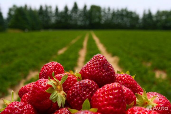 Работа сборщик клубники 3-х разовое питание