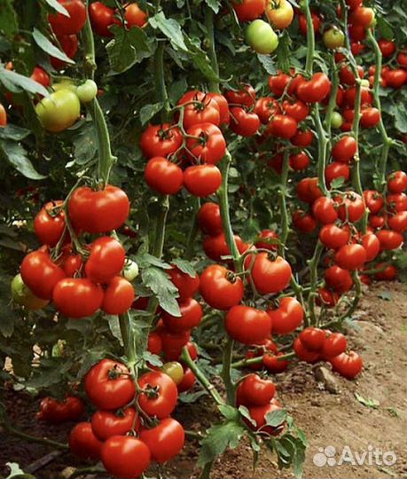 Рассада овощей Голландия и Россия