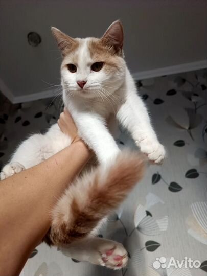 Яша 4 мес. Ласковый котик