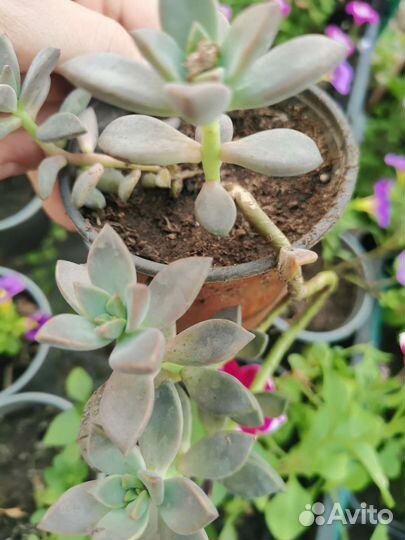 Суккуленты