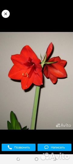 Гиппеаструм(детка)