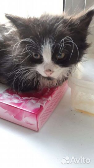 Котенок Феликс