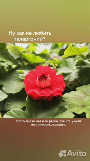 Пеларгония красная. Герань розебудная