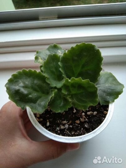 Фиалка Волшебная мелодия