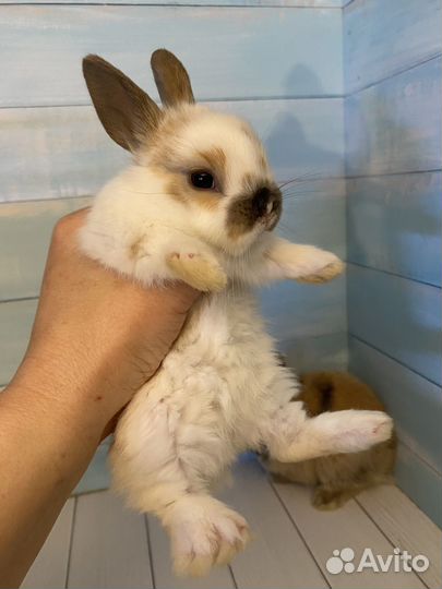 Мини карликовые крольчата