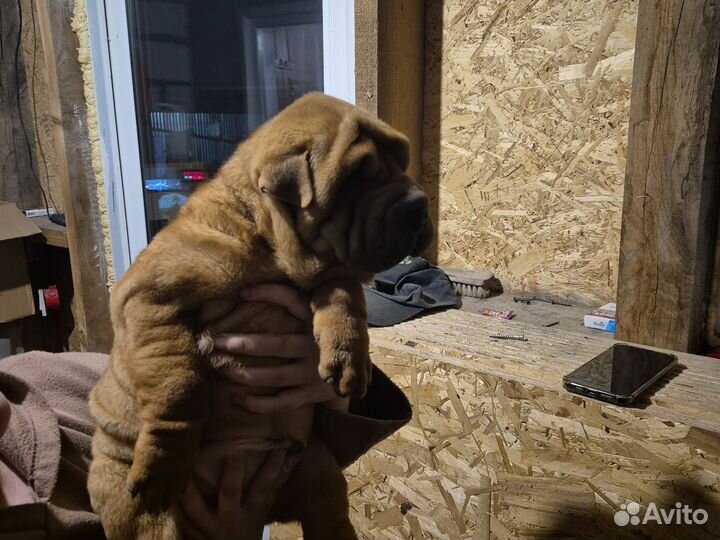 Щенки шарпей