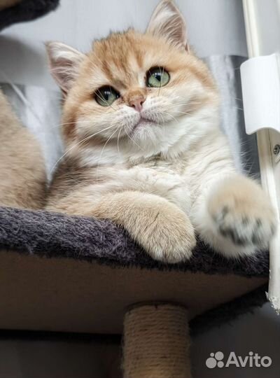 Котёнок британской шиншиллы Ny 11