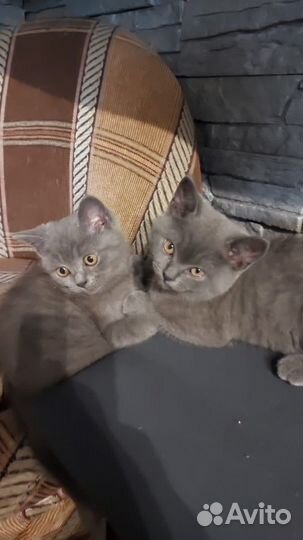 Шотландские котята