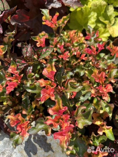 Альтернантера