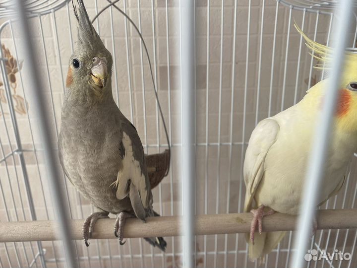 Попугай корелла