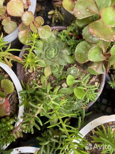 Молодила, очитки уличные суккуленты