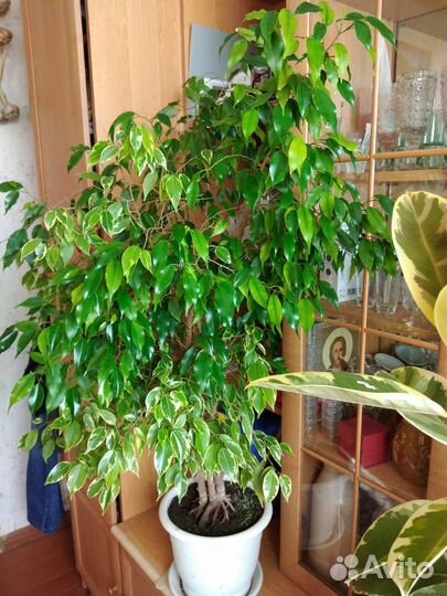 Фикус бенджамина